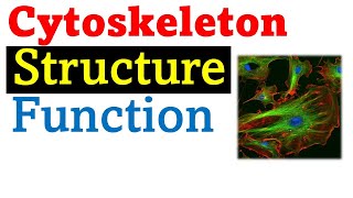 Cytoskeleton structure and function [upl. by Margalit]