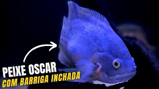 Peixe oscar com a barriga inchada Constipação  Oscar fish [upl. by Lleral]