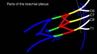 Drawing the Brachial Plexus [upl. by Bradly821]