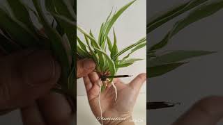 🪴Tips to Successfully Propagate Spider Plants in Water gardening plants indoorplants plant tips [upl. by Treboh]