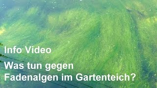 Fadenalgen im Gartenteich  Was tun um Fadenalgen zu bekämpfen  VideoInfo lesen [upl. by Adnalahs]