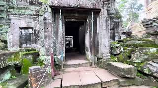 Ancient Temple mingled with Tree Roots  A Bird Laughs at the Folly of Humans [upl. by Ecirahs]