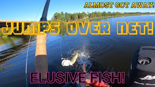 FISH ALMOST JUMPS OUT OF NET MULTIPLE TIMES Rideau River Musky Fishing [upl. by Seaver]