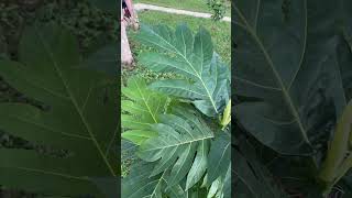 Breadfruit tree growing in Florida￼ [upl. by Annaierb107]