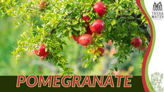 POMEGRANATE Information Description amp More Punica granatum [upl. by Solhcin]