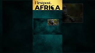 The Gorilla Prescription  Firstpost Africa  Subscribe to Firstpost [upl. by Nim]