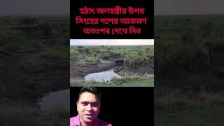 হঠাৎ করেই জলহস্তীর উপর সিংহের দলের হানা  mithuns earth [upl. by Latsyrd]