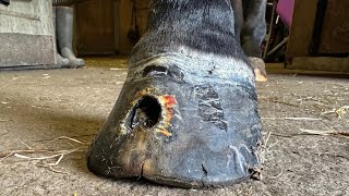 Shoeing A Horse With A Huge Hole In It’s Hoof [upl. by Goldsmith]