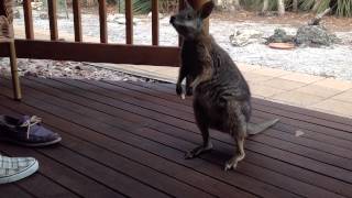 Cutest Wallaby [upl. by Boykins326]