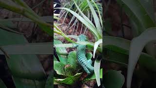 Terrario bioactivo  Abronia graminea  dragoncito mexicano reptiles reptile abronia dragon [upl. by Janessa]