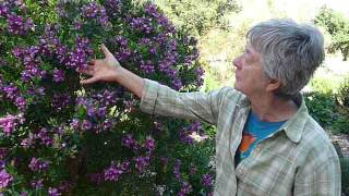 Polygala myrtifolia Summer bush at San Luis Obispo Botanical Garden [upl. by Ettesoj]