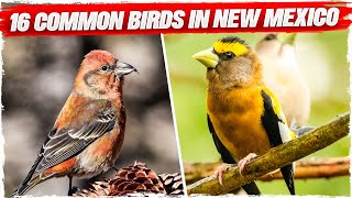 16 Common Birds in New Mexico with Pictures [upl. by Walston]