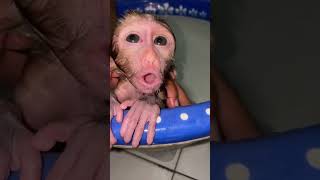 suitcase does not want to take a bath🥰 monkey babymonkey [upl. by Wickman254]