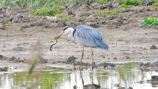 Heron eating an eel 4K [upl. by Onida]