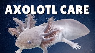 AXOLOTL CARE GUIDE  Housing Feeding amp Tank Mates  Ambystoma mexicanum [upl. by Lorolla]