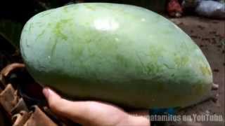 Mango Gigante  Giant Mangifera indica 🌳 [upl. by Oinigih]