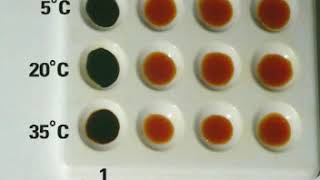 Enzymes  Breakdown of Starch with Amylase [upl. by Rehpotsyrk251]