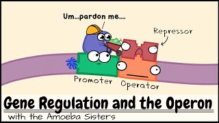 Gene Regulation and the Operon [upl. by Chenee513]