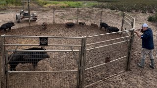 Hurricane brought giant hogs and skunks spraying my house [upl. by Jaf]