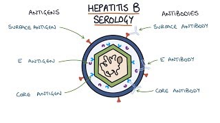 Understanding Hepatitis B Serology Results [upl. by Nolahp593]