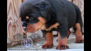 Guardian Rottweilers Guardian Enoch von Gottschalk [upl. by Aeresed]