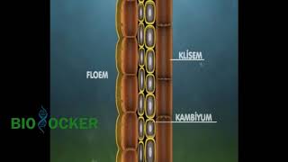 Bitkilerde Madde Taşınması ksilem floem  Biolocker  Biyoloji Animasyon [upl. by Gosney]
