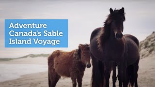 Adventure Canadas Sable Island Voyage [upl. by Chemarin]