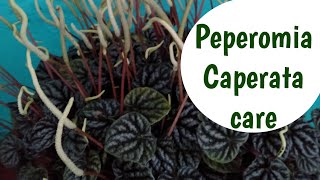 How to care peperomia Tips and tricks [upl. by Marybelle]