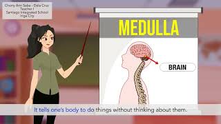 The Brain  Education 2D Animated Video [upl. by Eselahs886]