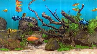 Aquascape timelapse [upl. by Specht]