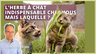 LHERBE À CHAT INDISPENSABLE CHEZ VOUS MAIS LAQUELLE [upl. by Abijah]