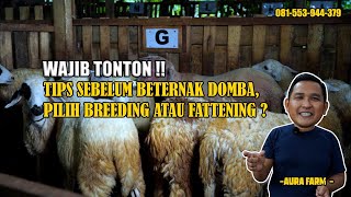 WAJIB TONTON TIPS SEBELUM BETERNAK DOMBA PILIH BREEDING ATAU FATTENING  AURA FARM  ASBLANASTV [upl. by Norvun]