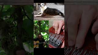 Kalimba guitar and Alfie🐕🌿 [upl. by Janot]