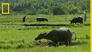 Le buffle domestique animal national des Philippines [upl. by Adiazteb]