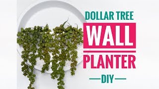 DIY Dollar Tree Wall Planter  Great For Air Plants [upl. by Noramac]