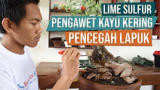 Lime Sulfur Untuk Pengawet Kayu Kering Bonsai [upl. by Daniela]