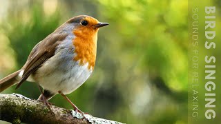 Birds Singing  11 Hour Bird Sounds Relaxation Soothing Nature Sounds Birds Chirping [upl. by Iver]