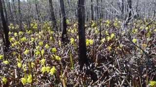 Thousands of Sarracenia flava flowers at Apalachicola National Forest Florida [upl. by Ytram]