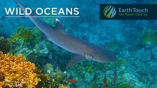 Shadowstalking trumpetfish amp a shark on the hunt [upl. by Malim]