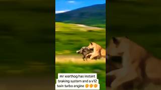 Mr Warthog has instant Braking System and a V16 twin turbo Engine 😂😂😂 [upl. by Guinevere]