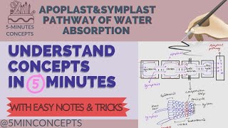 Mass flow bulk flow  Long distance transport Transport in Plant  Class11th  NEET5minconcepts [upl. by Nyret]