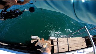 Monster Fish Caught off Pier  Tathra Jetty Salmon [upl. by Anaibaf]