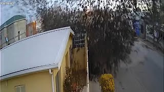 Video captures flock of birds suddenly falling from the sky in Mexico [upl. by Tryck]