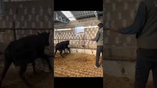 simmental buqaboqish angus bull angus chorvabozori sigirboqishshorts yutube [upl. by Aicittel]