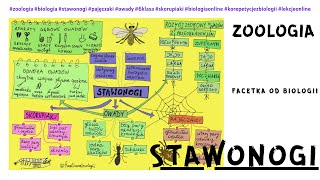 Stawonogi  Skorupiaki  Pajęczaki  Owady  Przeobrażenie  Stawonogi kl6  Film  Lekcja online [upl. by Errol744]