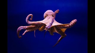 Why Octopuses Have 9 Brains and What They Do [upl. by Norvin908]