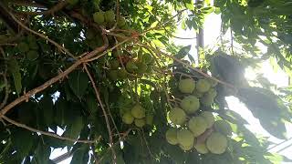 Sapote harvest [upl. by Ellitnahc9]