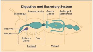 Insects Digestion and Excretion  insect digestive and execratory system  Module 0204 [upl. by Nylad149]