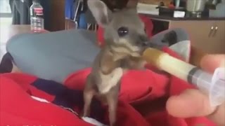 Adorable baby wallaby is rescued [upl. by Ahsaei]