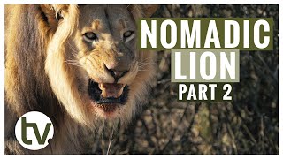 Lion Genetics Part 2 An Update on the New Male Lion [upl. by Kingsbury258]